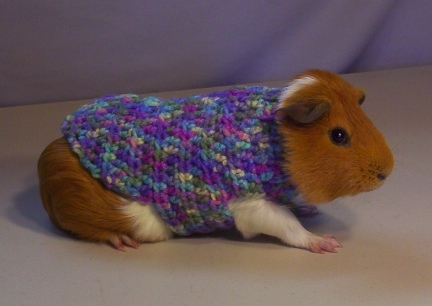 Matey in his new Spring Sweater